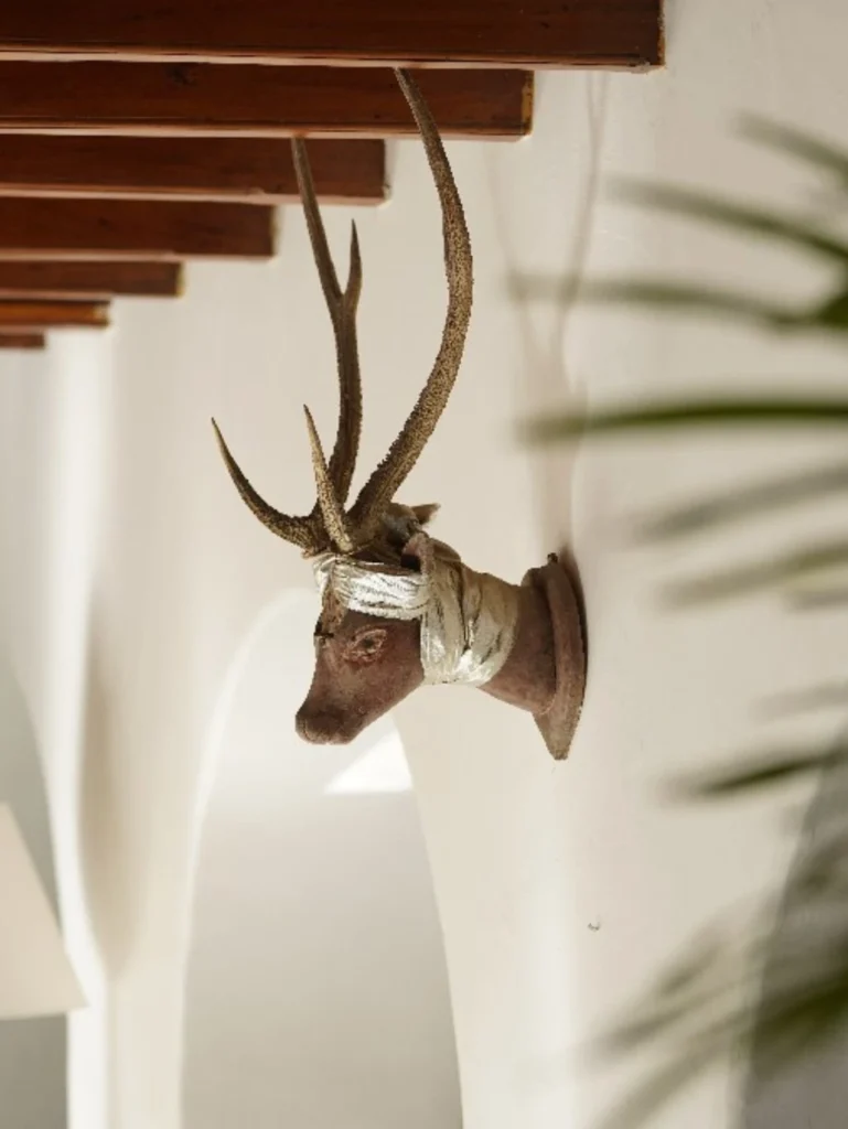A deer head trophy displayed on the wall of Adigar's manor corridor, reflecting the elegance of traditional hunting decor.